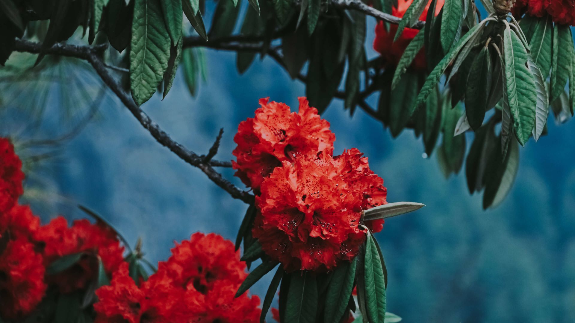 A Group Of Red Flowers