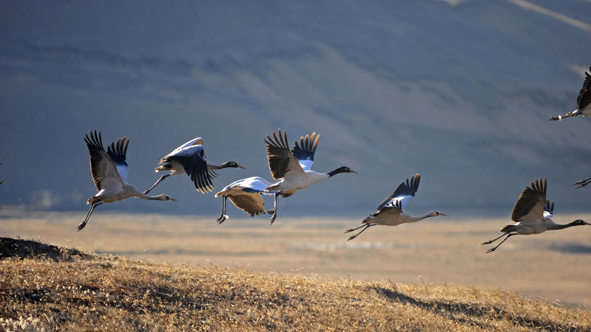 A Group Of Birds Flying