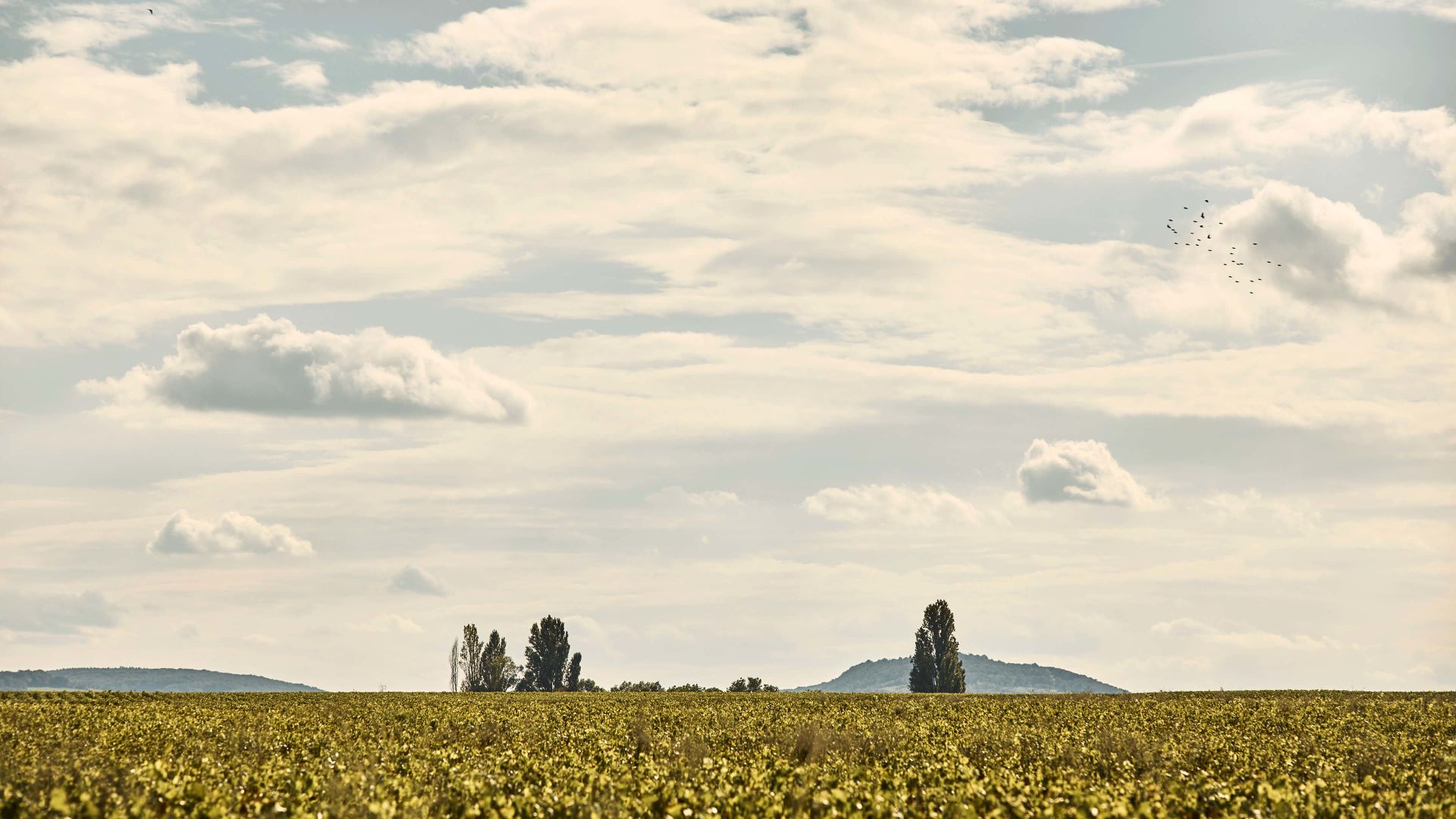 A Field Of Flowers With A Mountain In The Background