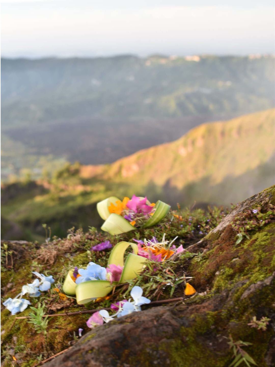 A Group Of Colorful Flowers On A Rock