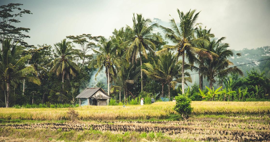 A Small House Surrounded By Palm Trees