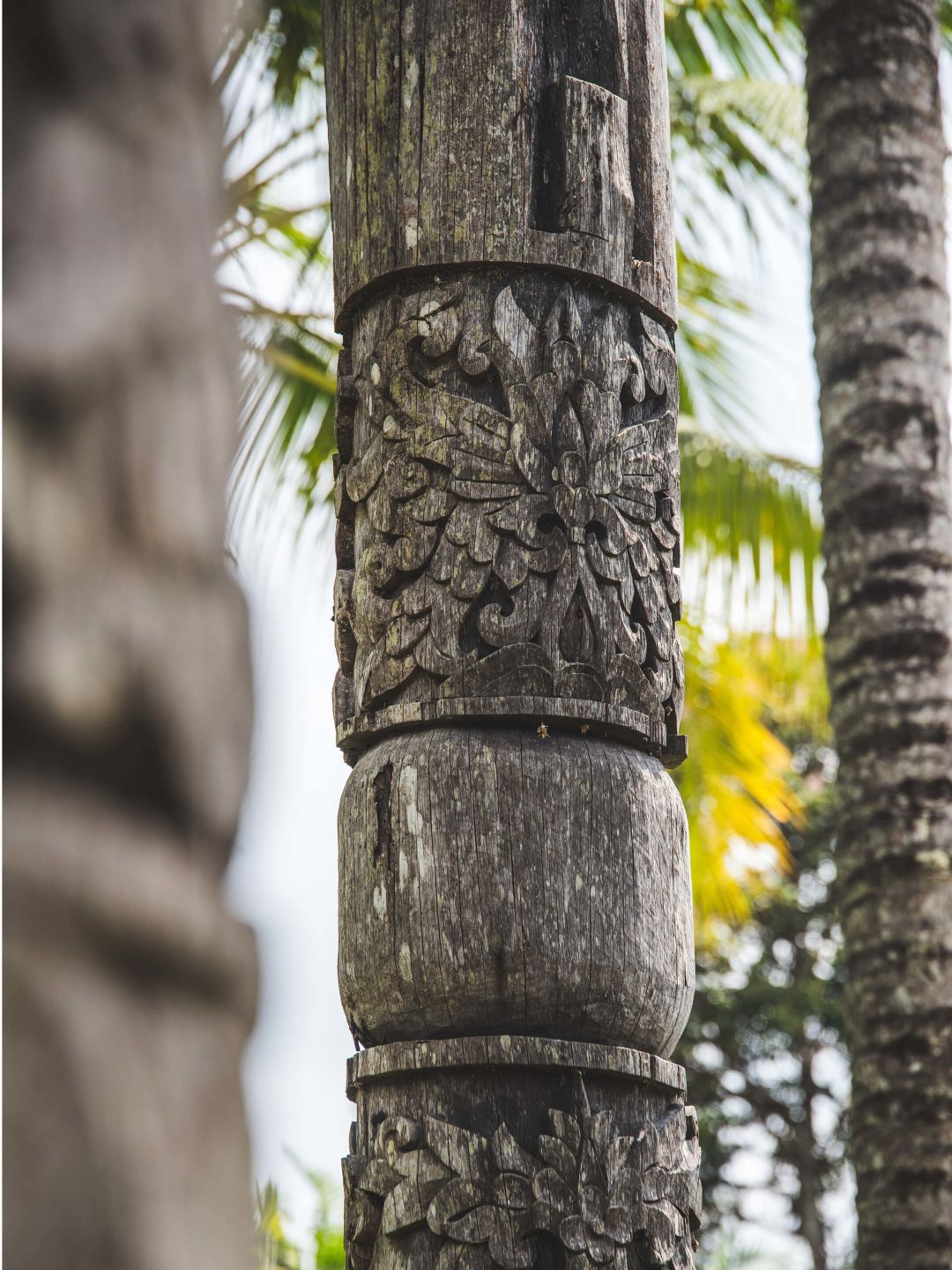 A Close Up Of A Tree Trunk