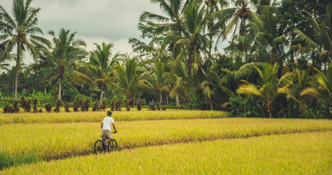 A Person Riding A Bicycle In A Field Of Grass