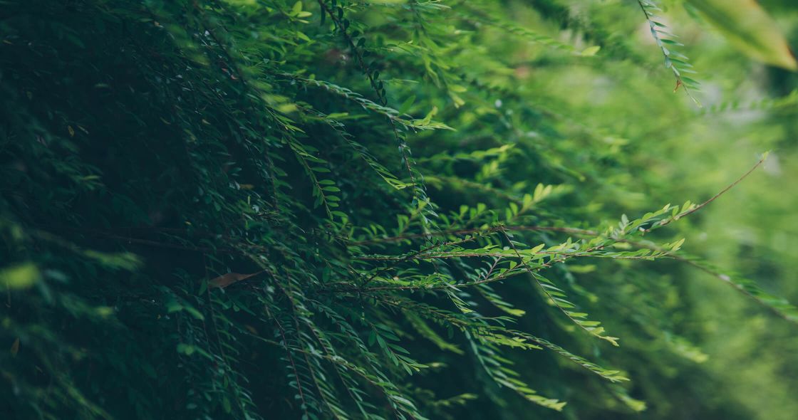 A Close-up Of Some Trees