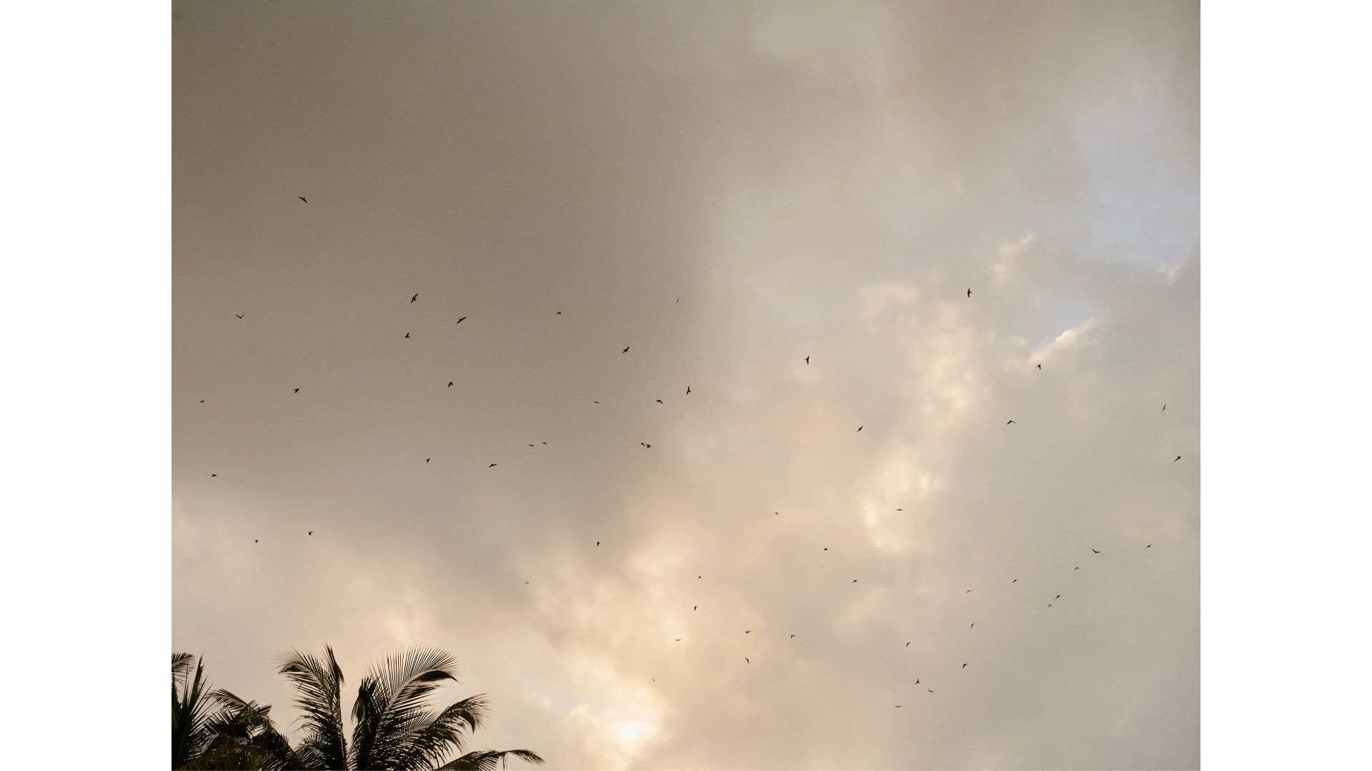 A Group Of Birds Flying In The Sky