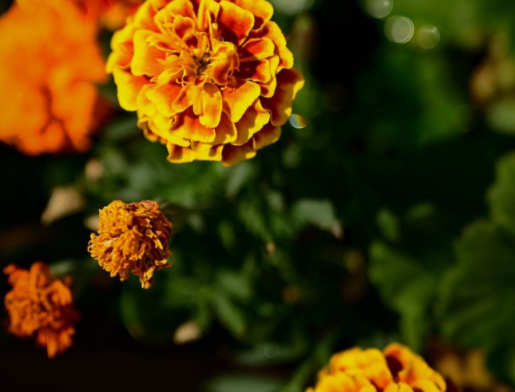 A Group Of Yellow Flowers