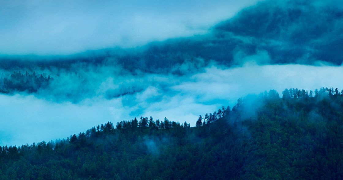 A Forest Of Trees