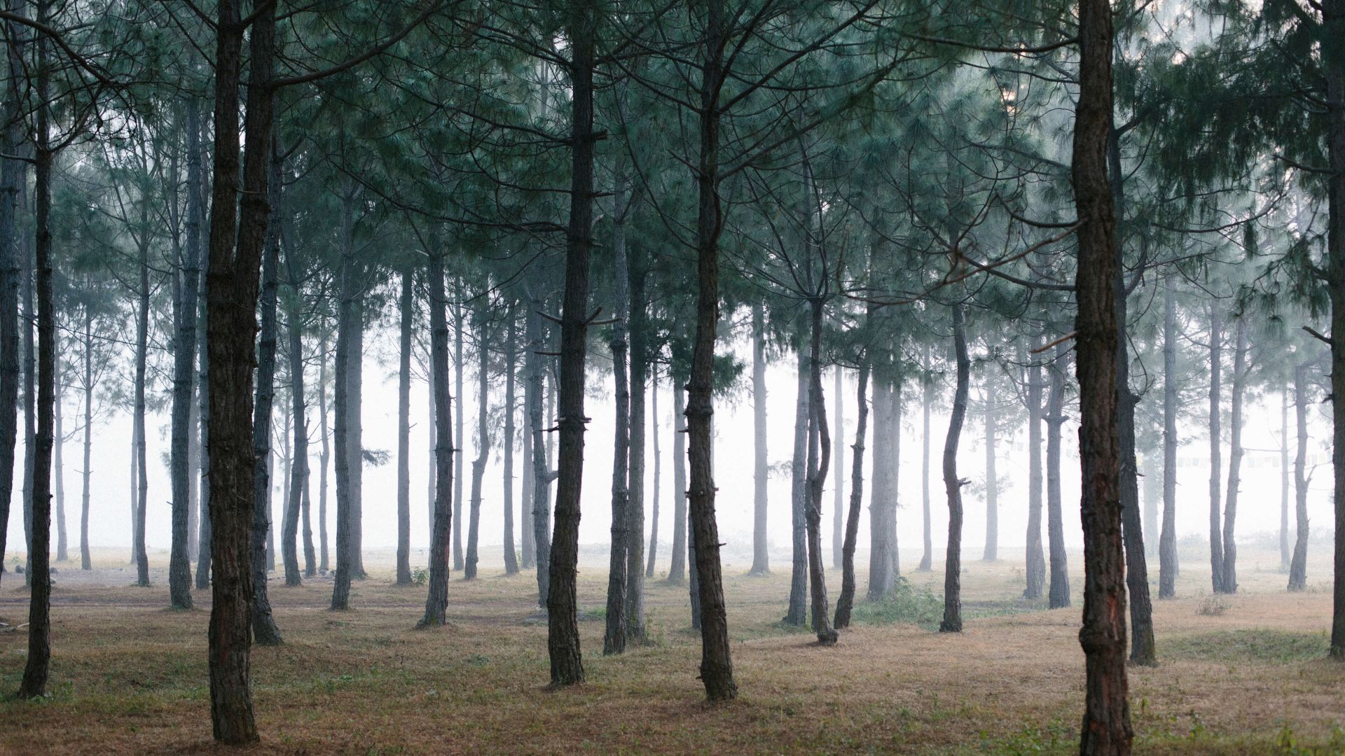 A Forest Of Trees