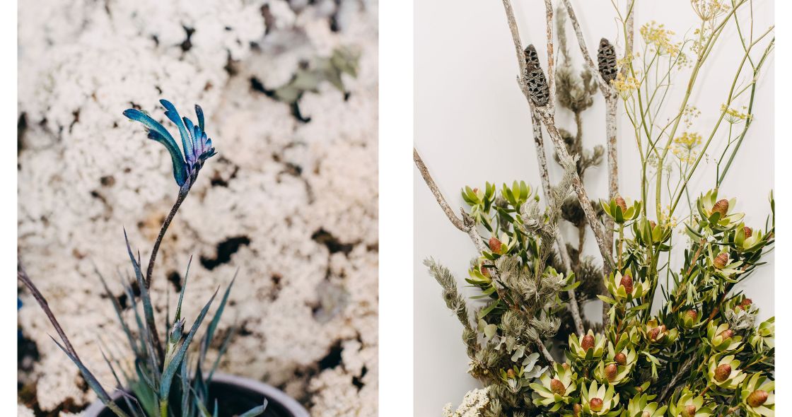 A Group Of Plants With Flowers