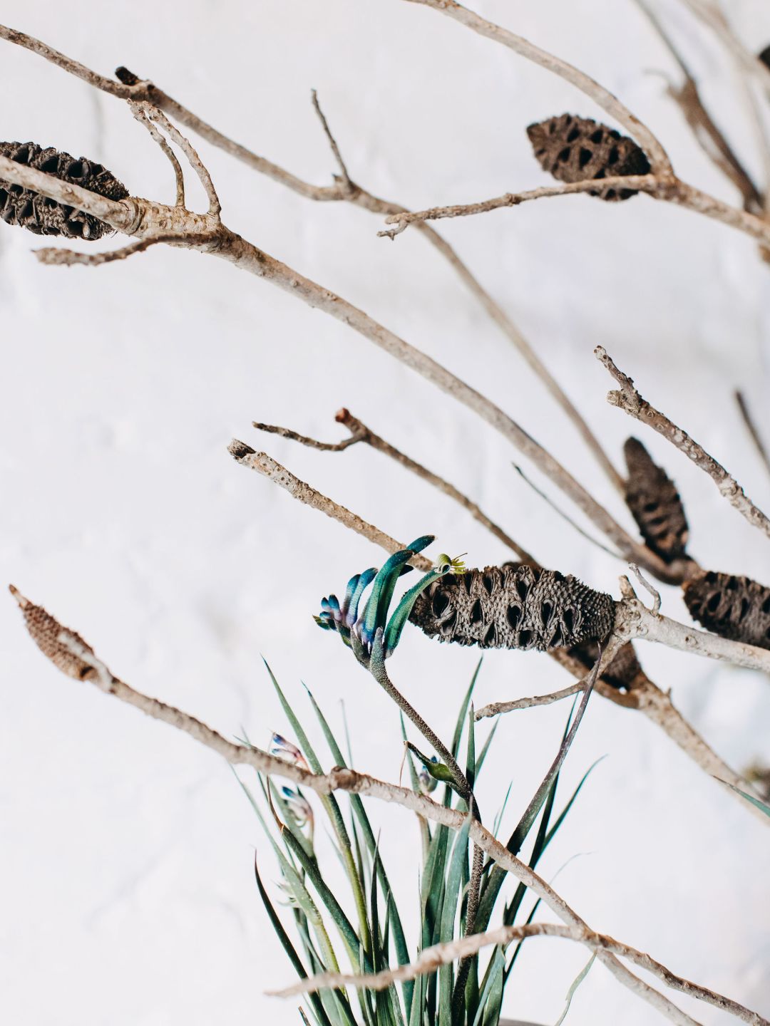 A Group Of Insects On A Branch