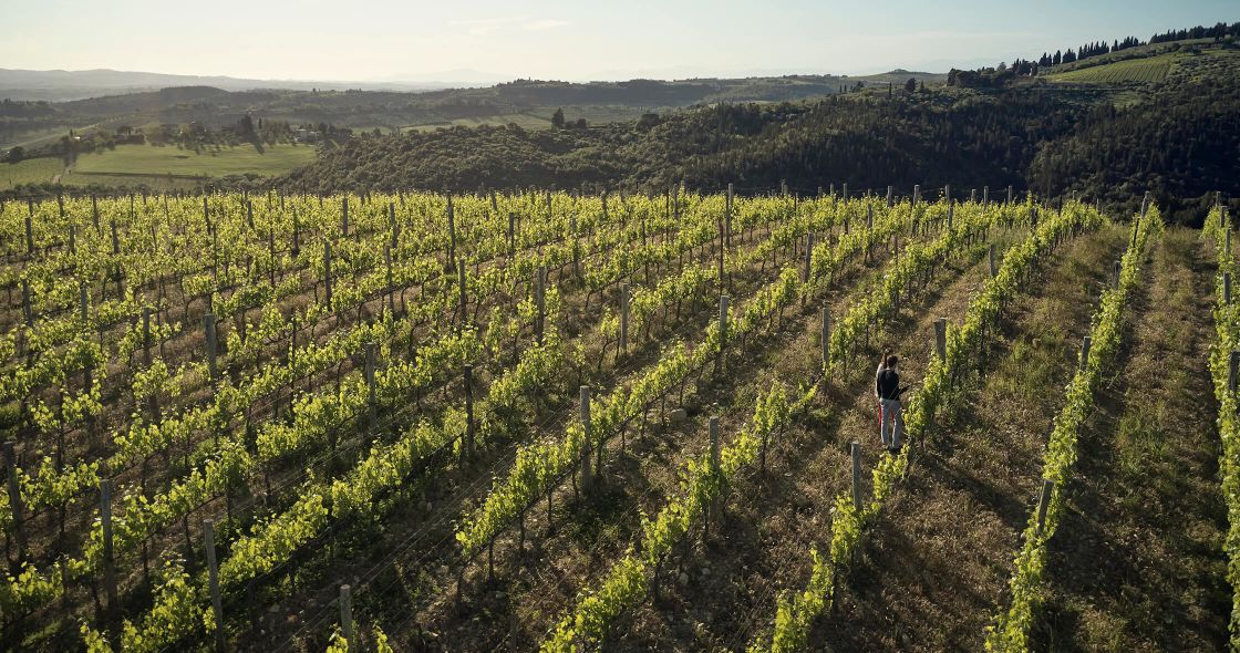 A Person Standing In A Field Of Plants