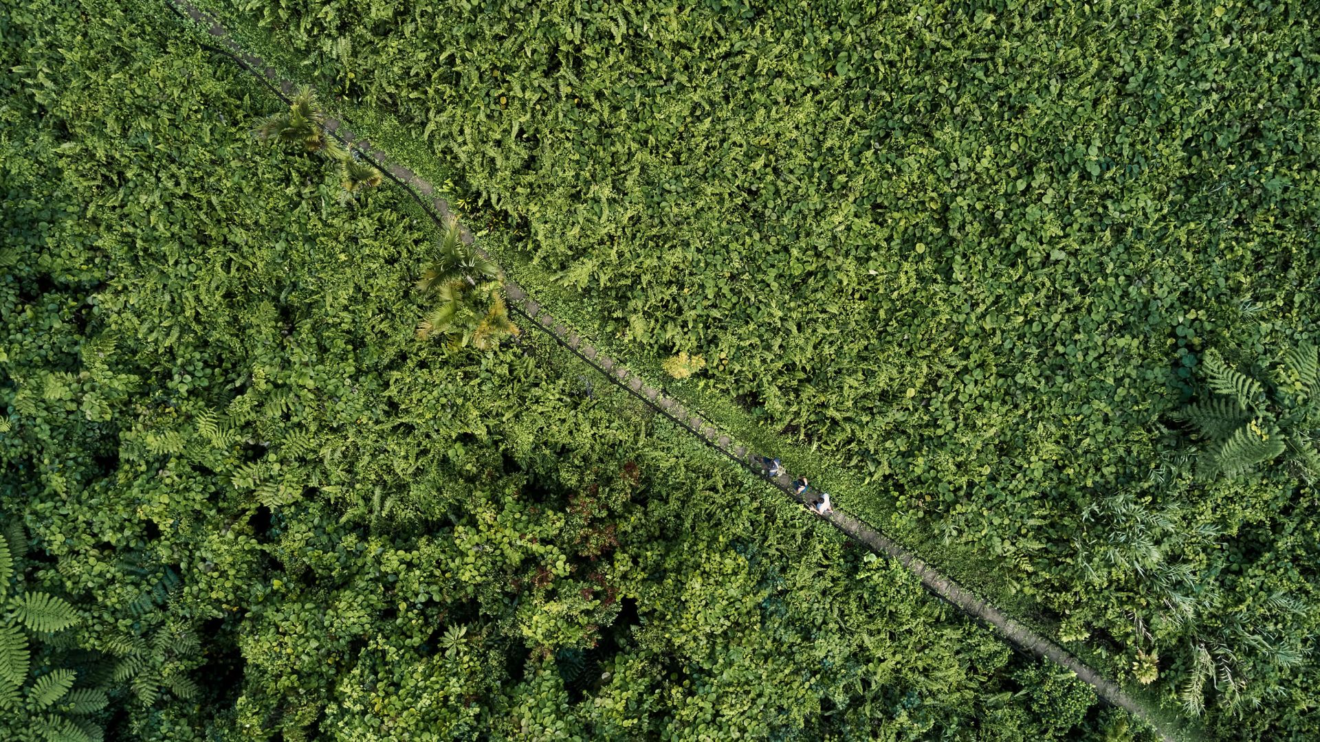 A Road In A Forest