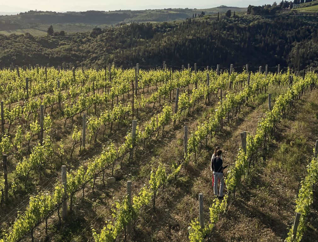 A Person Walking In A Field Of Plants