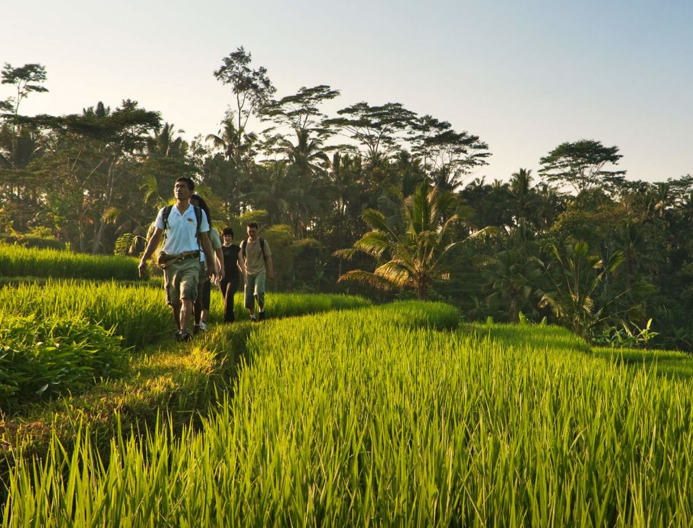 A Group Of People Walking Through A Grassy Field
