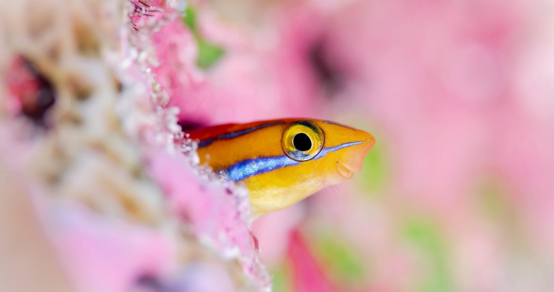 A Fish Swimming In Water