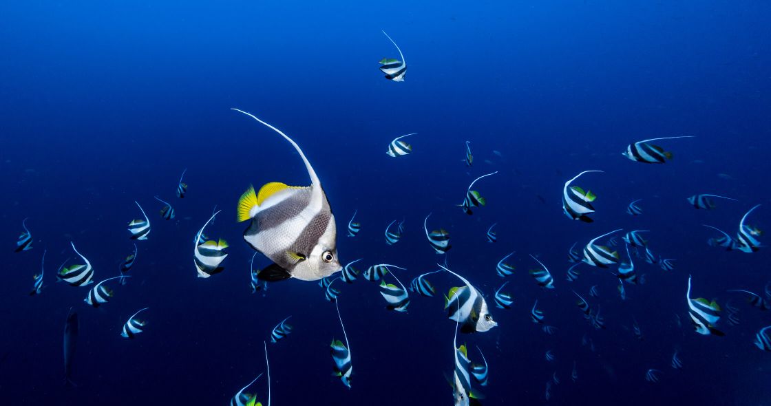 A School Of Fish Swimming
