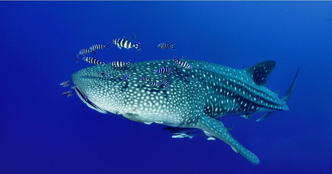 A Shark Swimming Underwater