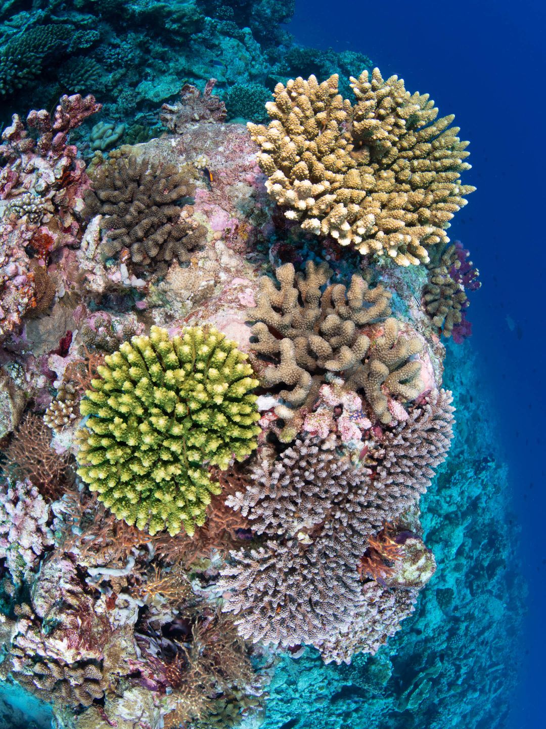 A Close-up Of Coral