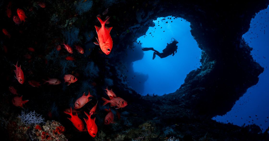 A School Of Fish Swimming In The Ocean