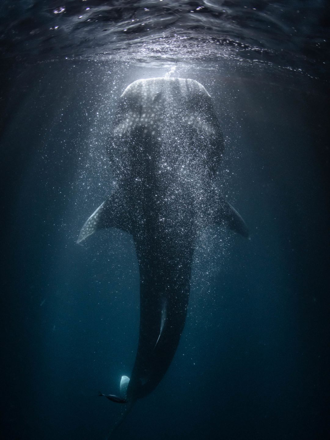 A Whale Swimming In The Water