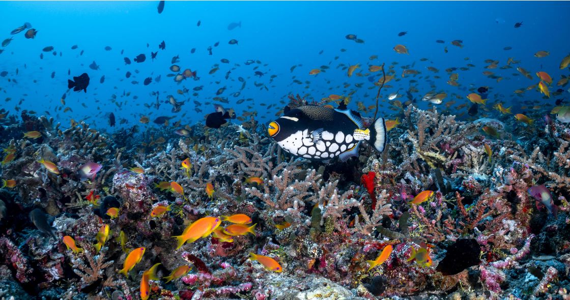 A School Of Fish Swimming In The Ocean