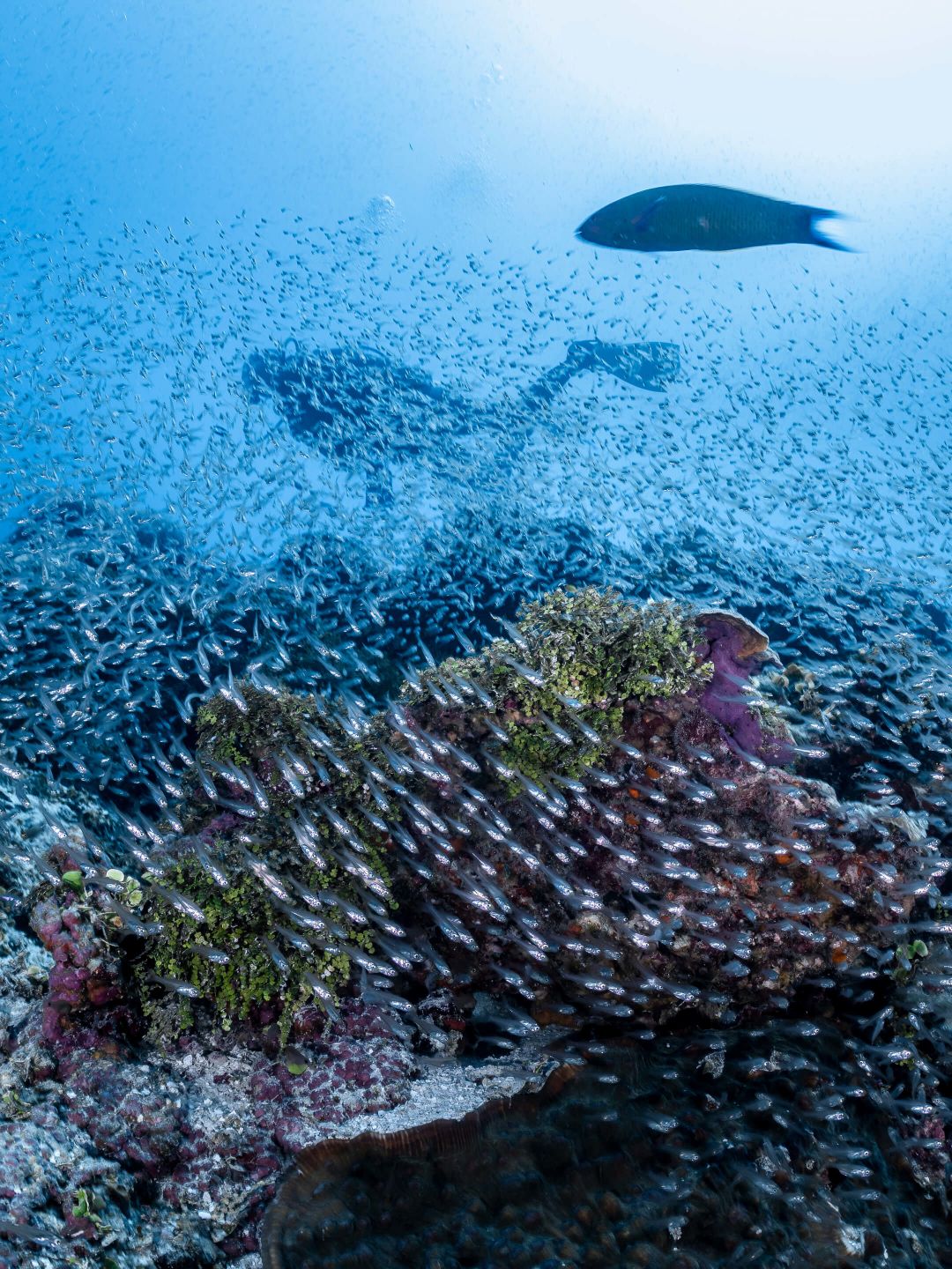 A Coral Reef Under Water