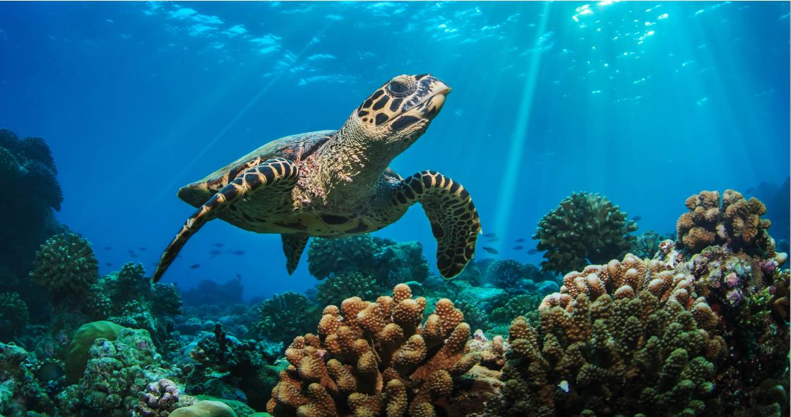 A Turtle Swimming In The Ocean