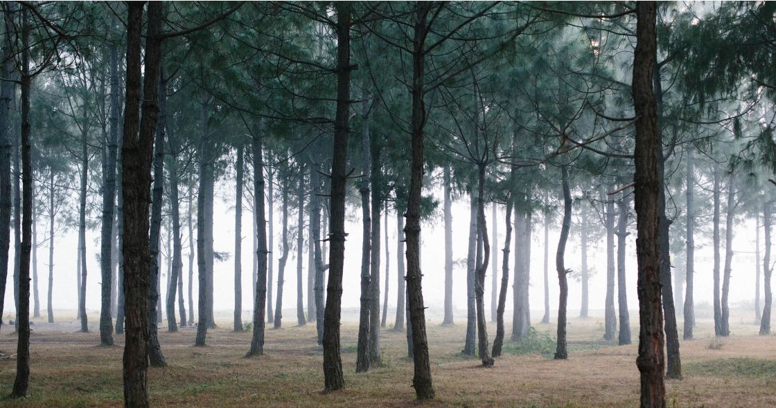 A Forest Of Trees