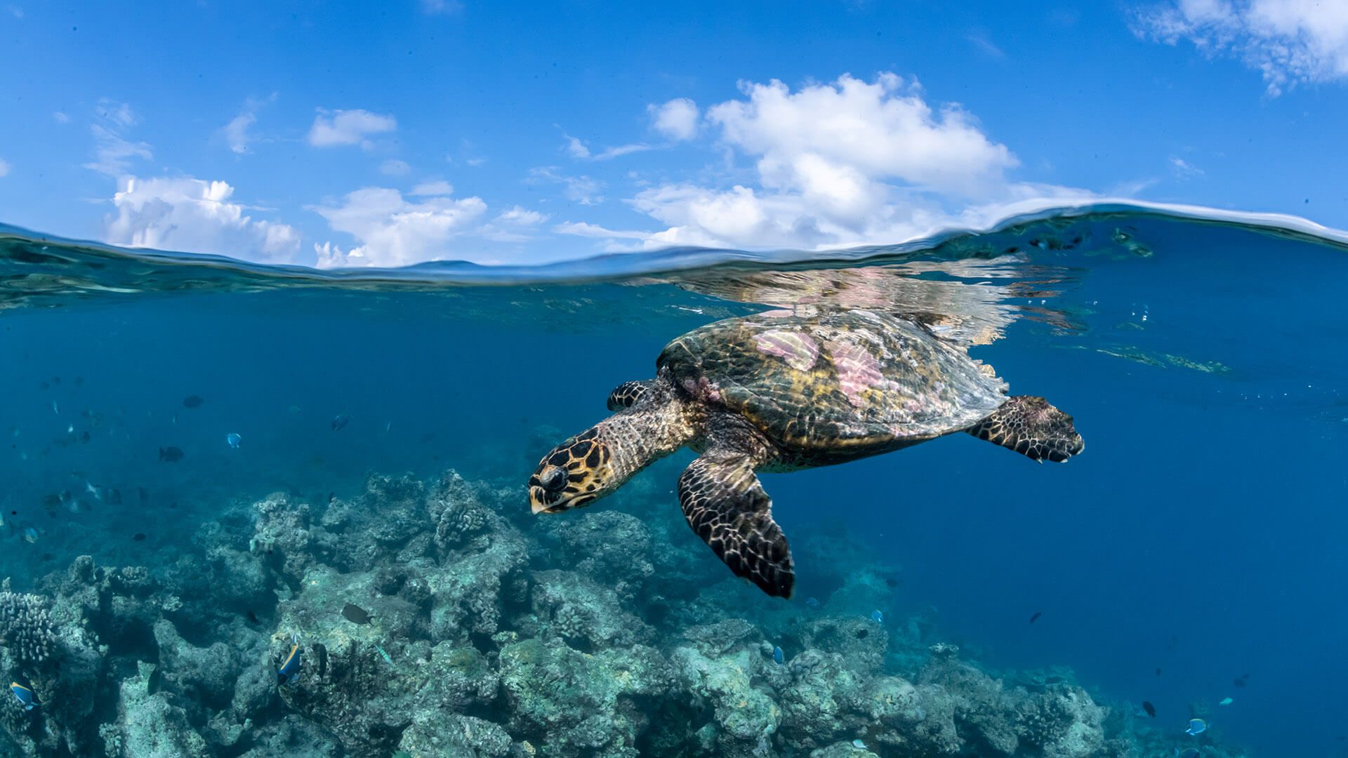 A Turtle Swimming In The Ocean