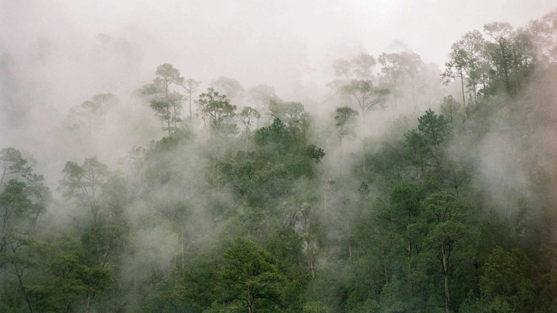 A Forest Of Trees
