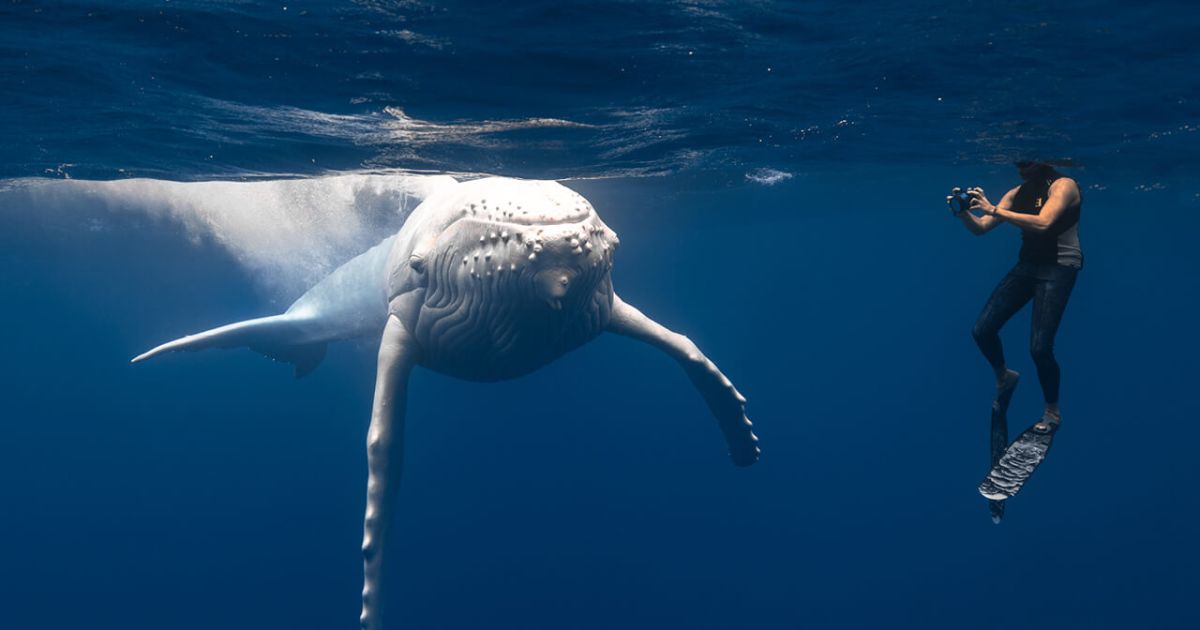 Shark Encounters in the Maldives: A New Perspective on Nature