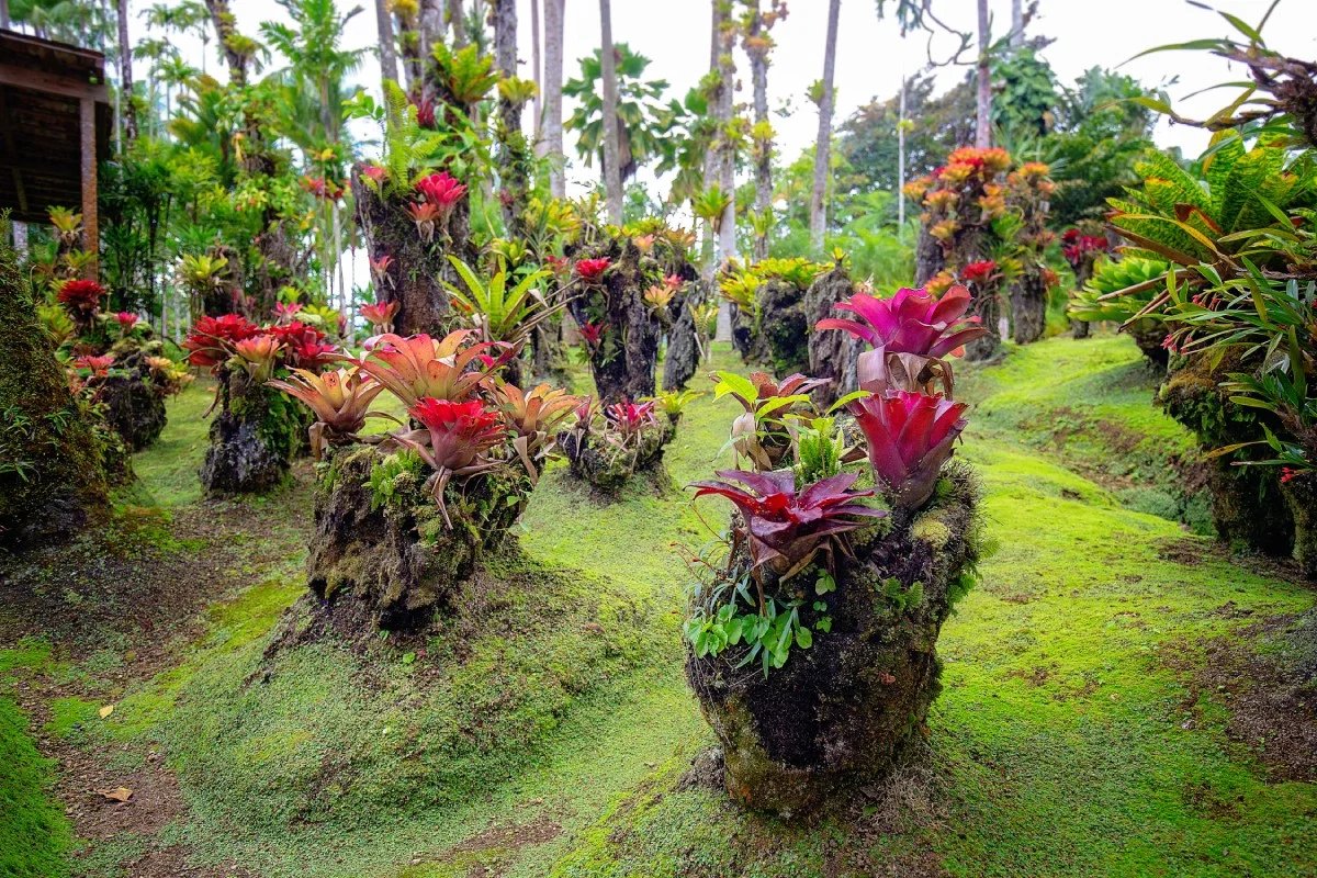 Balata, Martinique © shutterstock