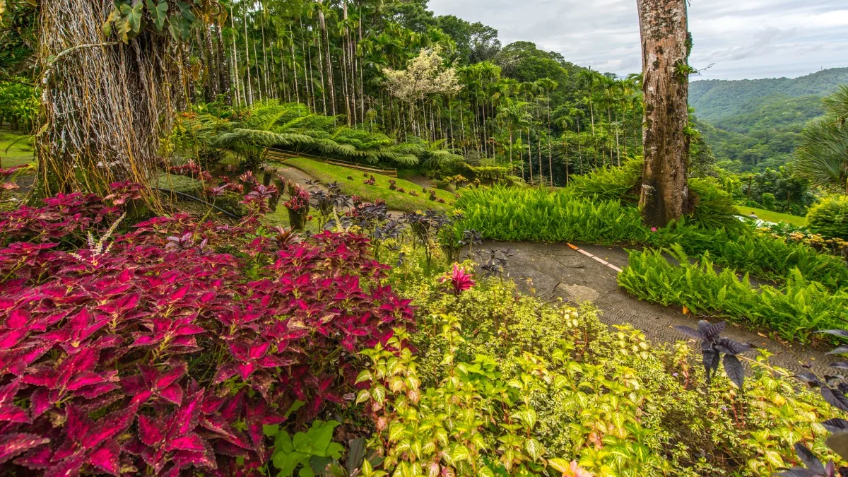 Balata, Martinique © shutterstock