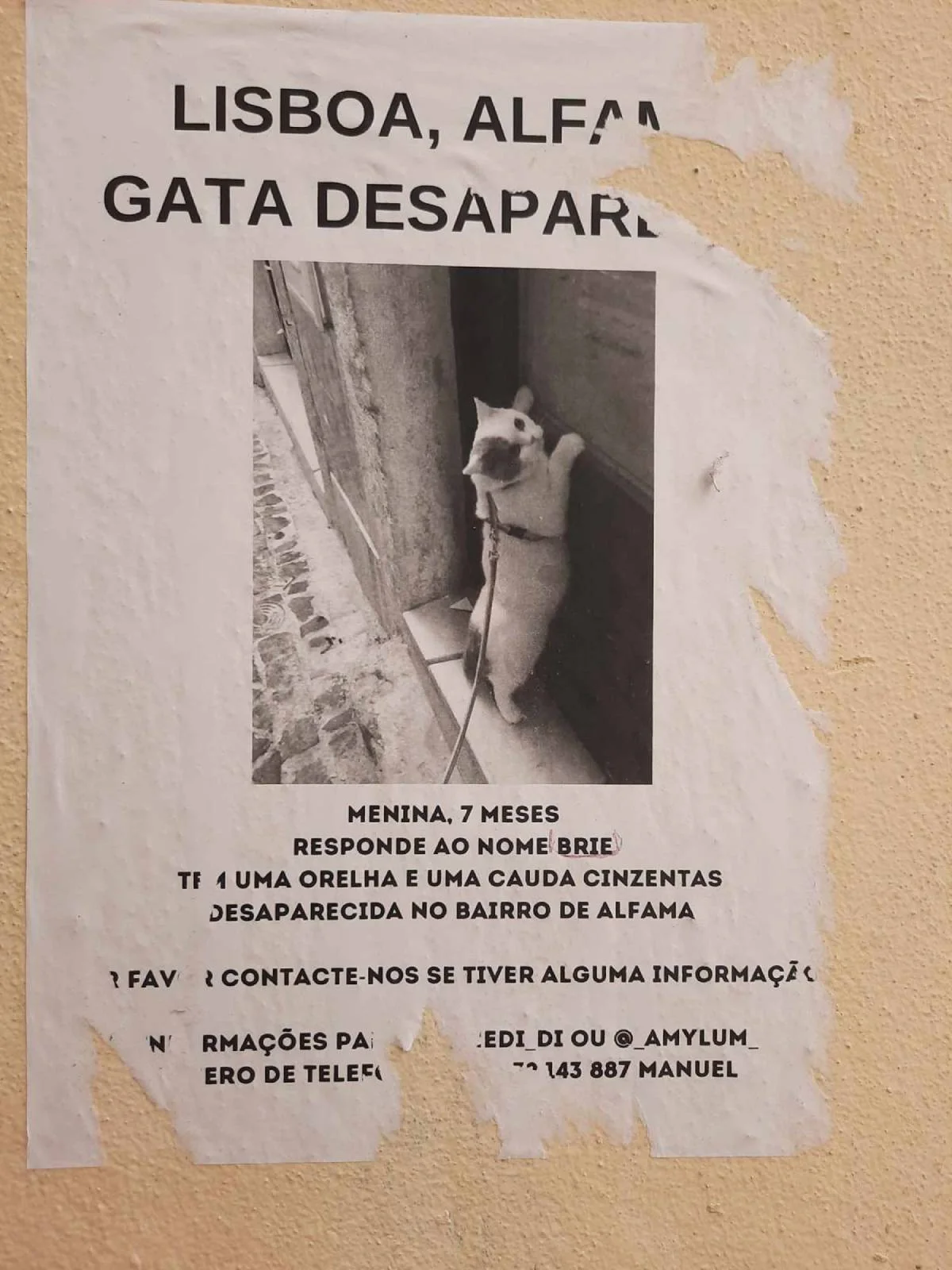 Lost cat, Lisbon © Jakub Sokołowski