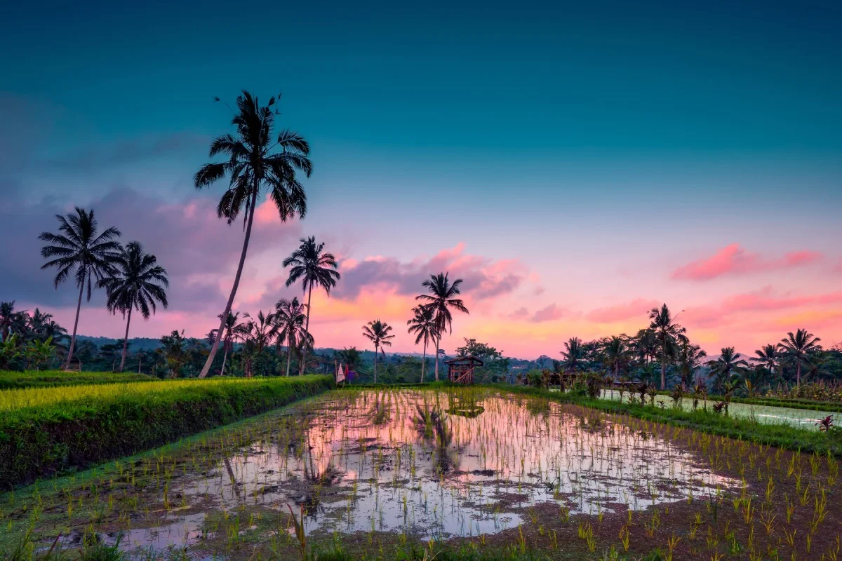 Rice fields, Bali