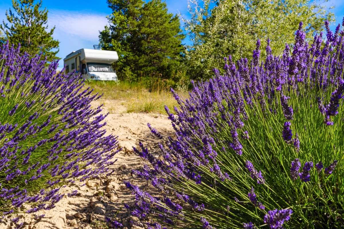 Campervan in the field of lavender in Provance © shutterstock