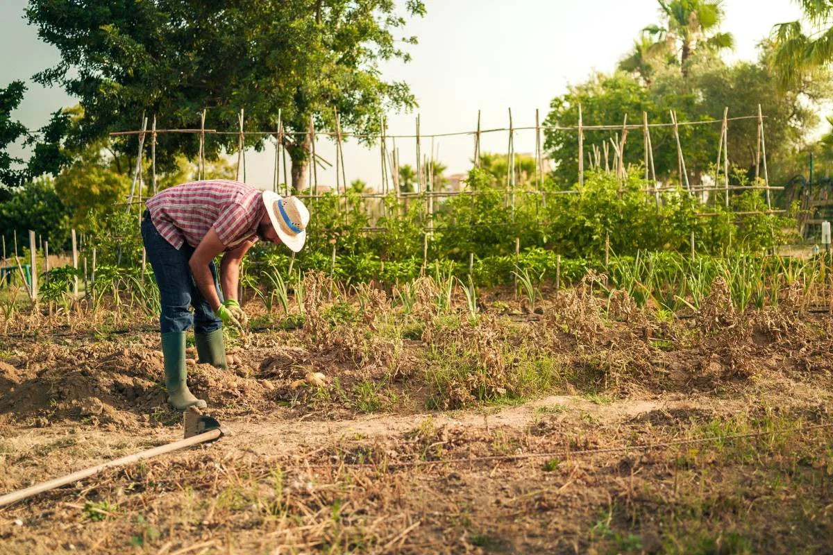 Potato harvesting