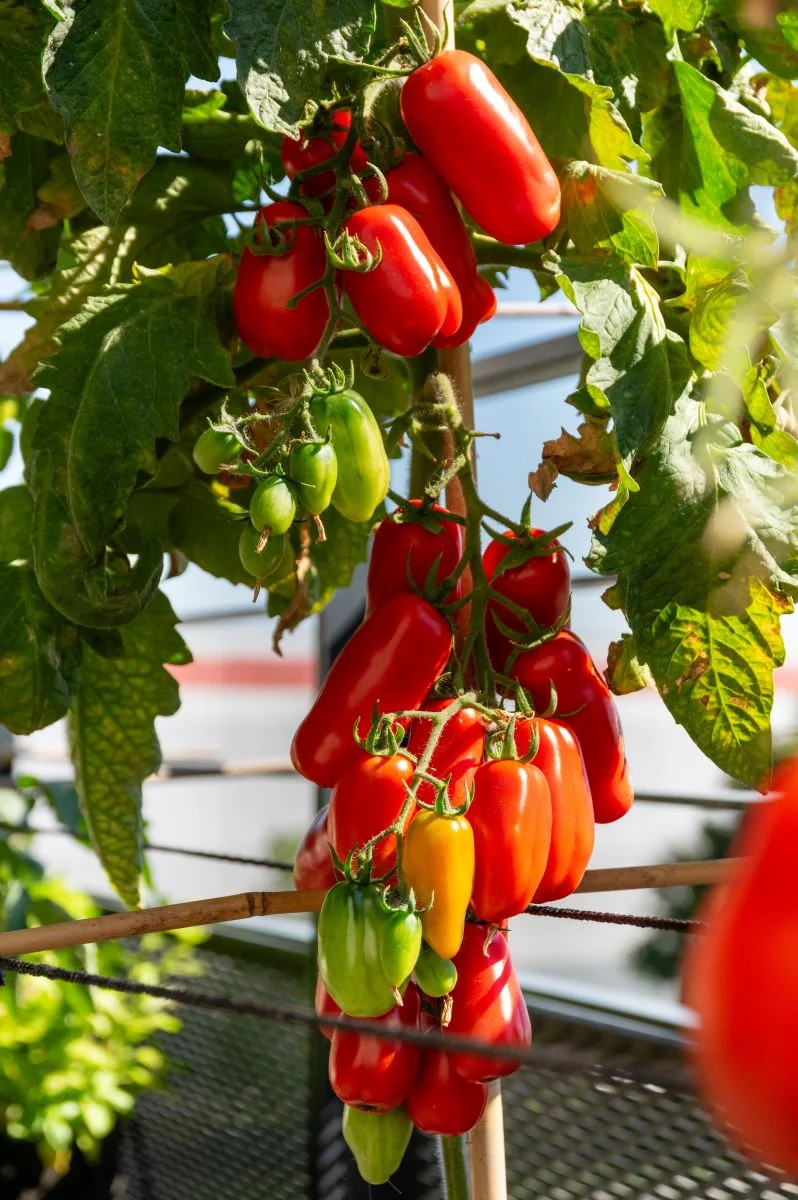 San Marzano tomatoes