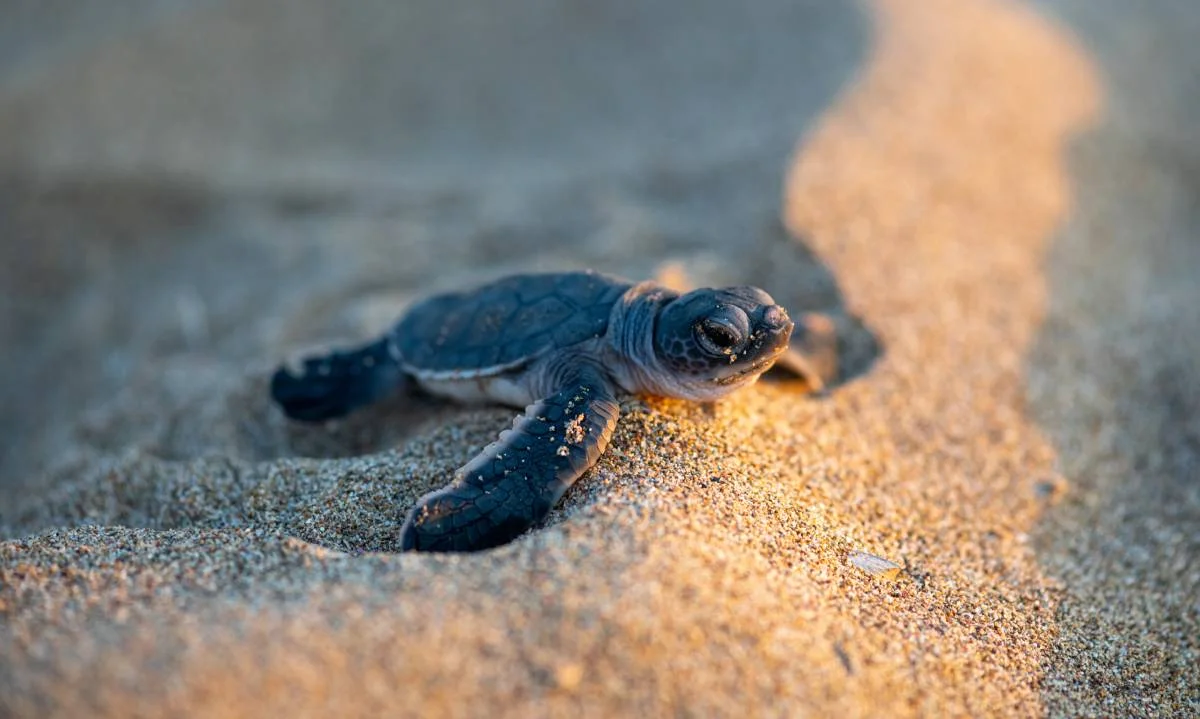 Turtle on the beach