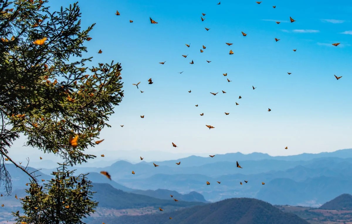 The moment of arrival of monarch butterflies