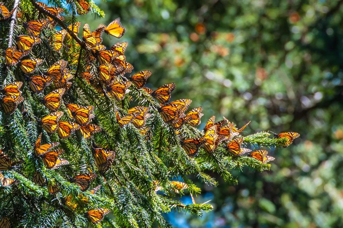 Butterflies settling on branches in the reserve