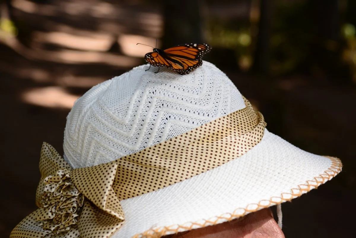 Monarch butterfly on a hat, El Rosario reserve