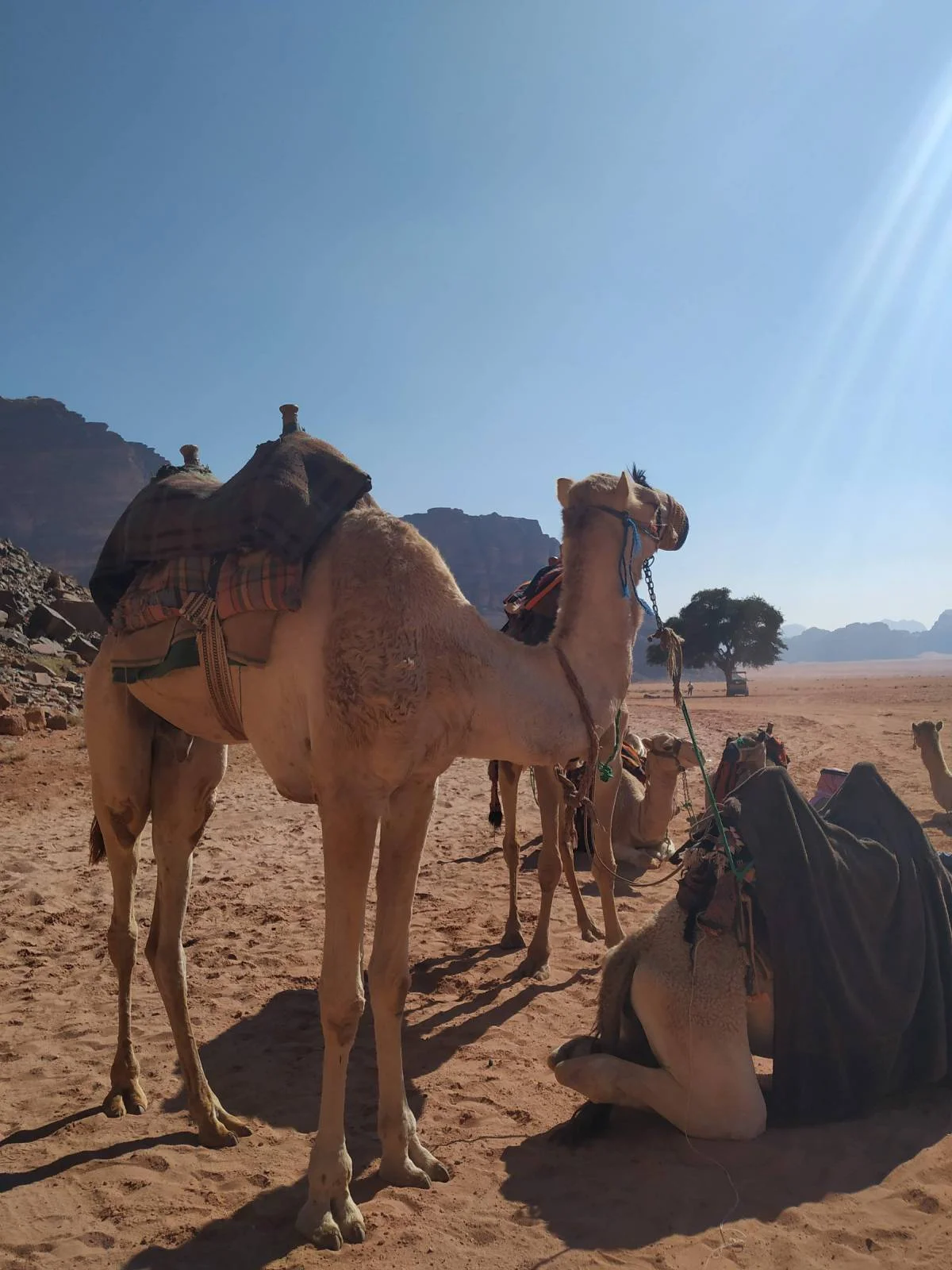 Camels, Wadi Rum, Jordan © Daria Prygiel
