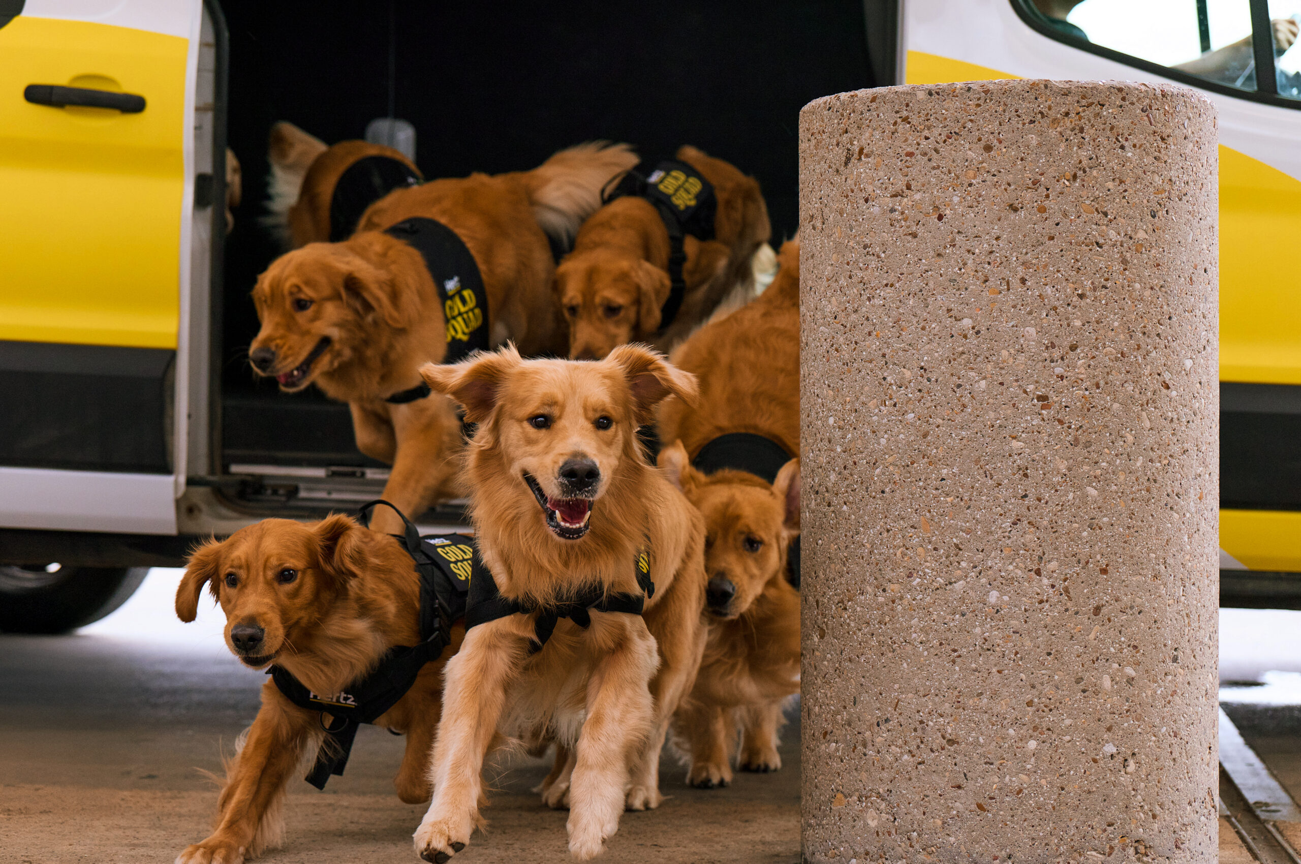 Hertz’s Golden Retrievers Bring Comfort to Airports